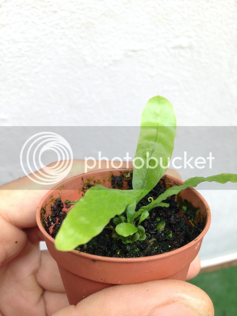DC5CBD67-C25F-4D57-890C-AFBD4EED9023_zpsc51ta1bn.jpg