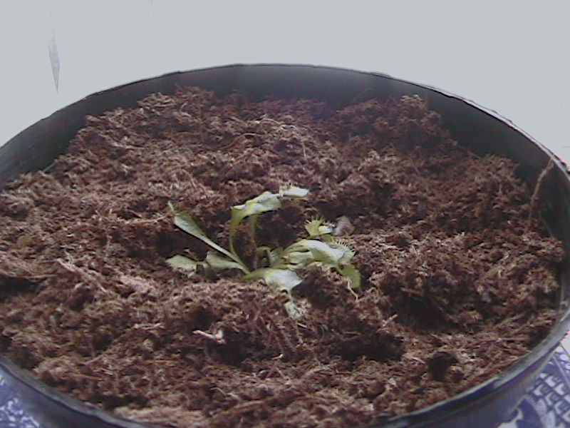 DCAM0095.JPG