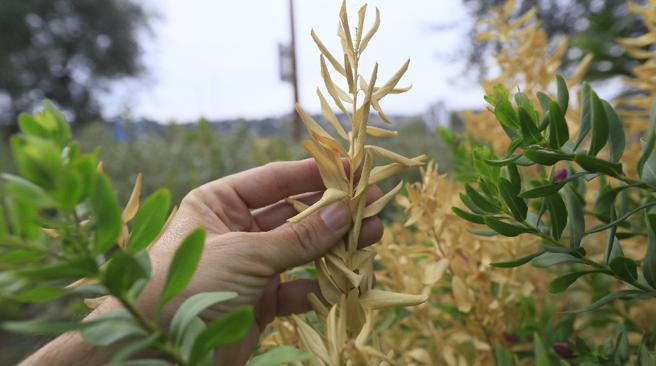 DE-XYLELLA-FASTIDIOSA-BALEARES.jpg