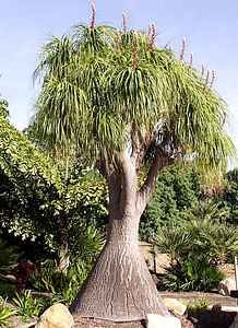 de24941d3e68974d2ce69bd4405b02bb--pony-tails-santa-barbara-ca.jpg