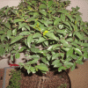 de6e9752974374.gif