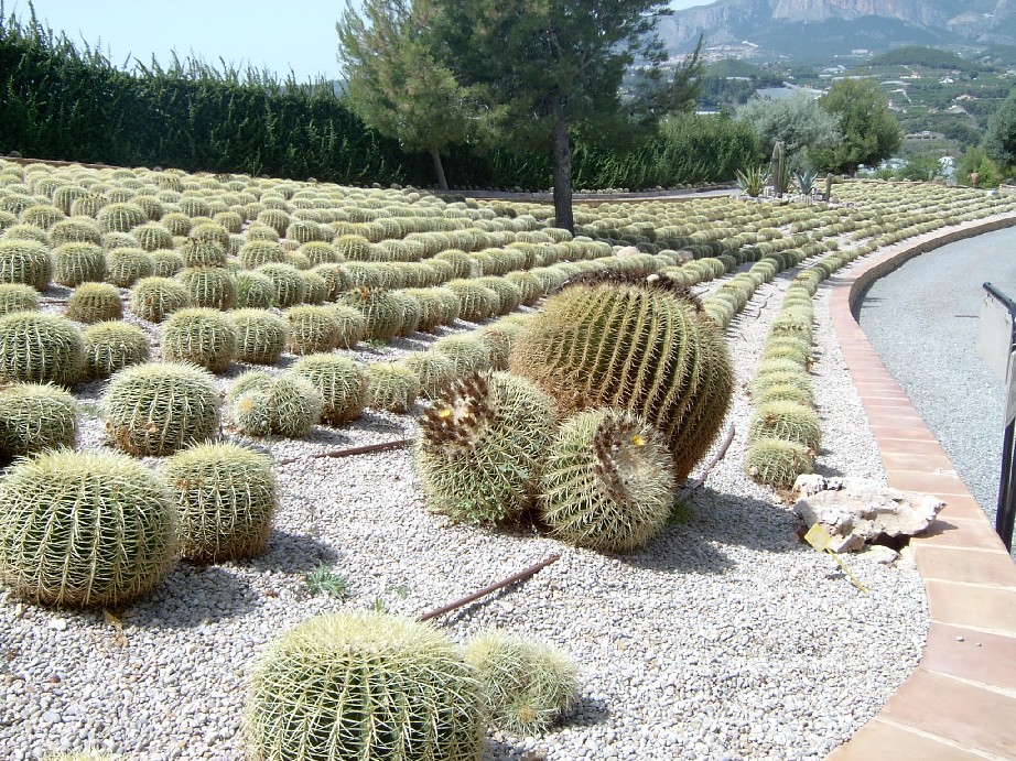 decenas%20de%20metros%20plantados%20de%20cactus...%7E0.jpg