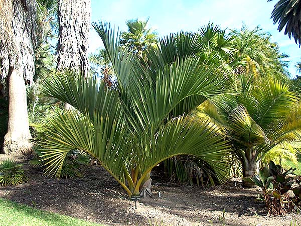 decipiens.jpg