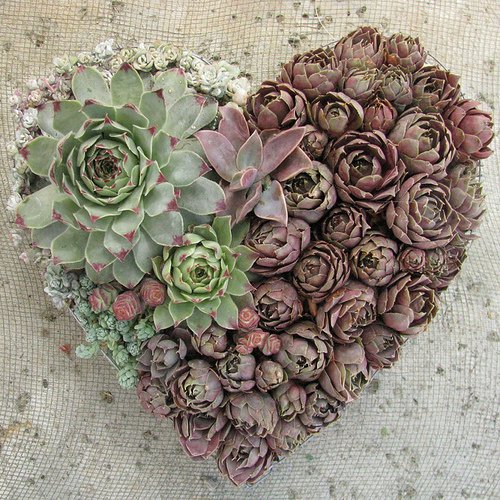 decorativos+florales3.jpg