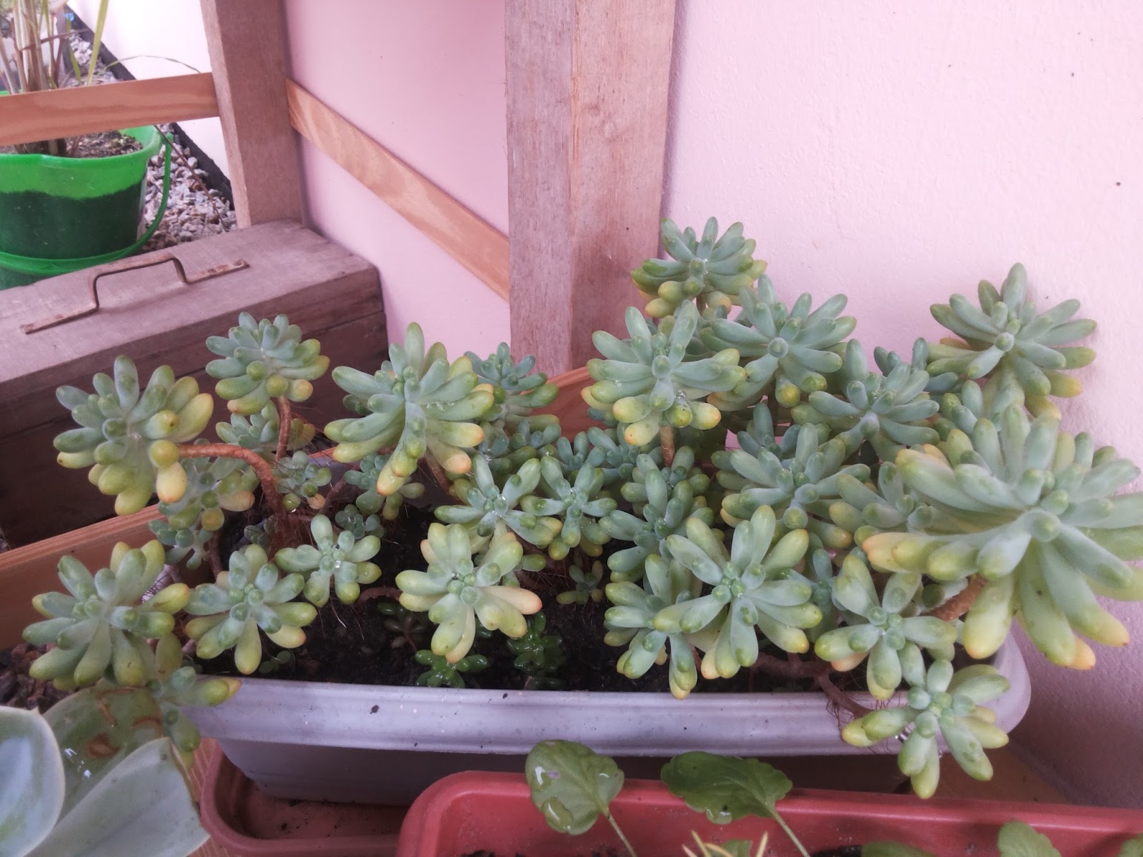 dedinho-de-mo%25C3%25A7a-%2528Sedum_pachyphyllum%2529_02.jpg