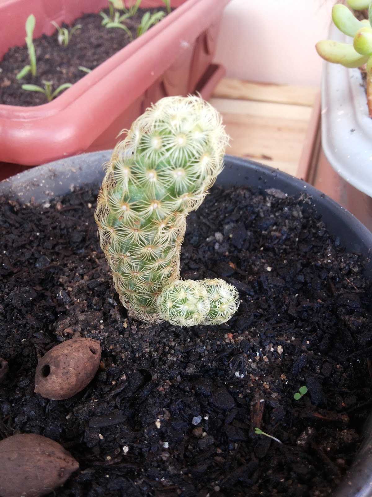 dedo-de-dama_%2528mammillaria_elongata%2529_01.jpg