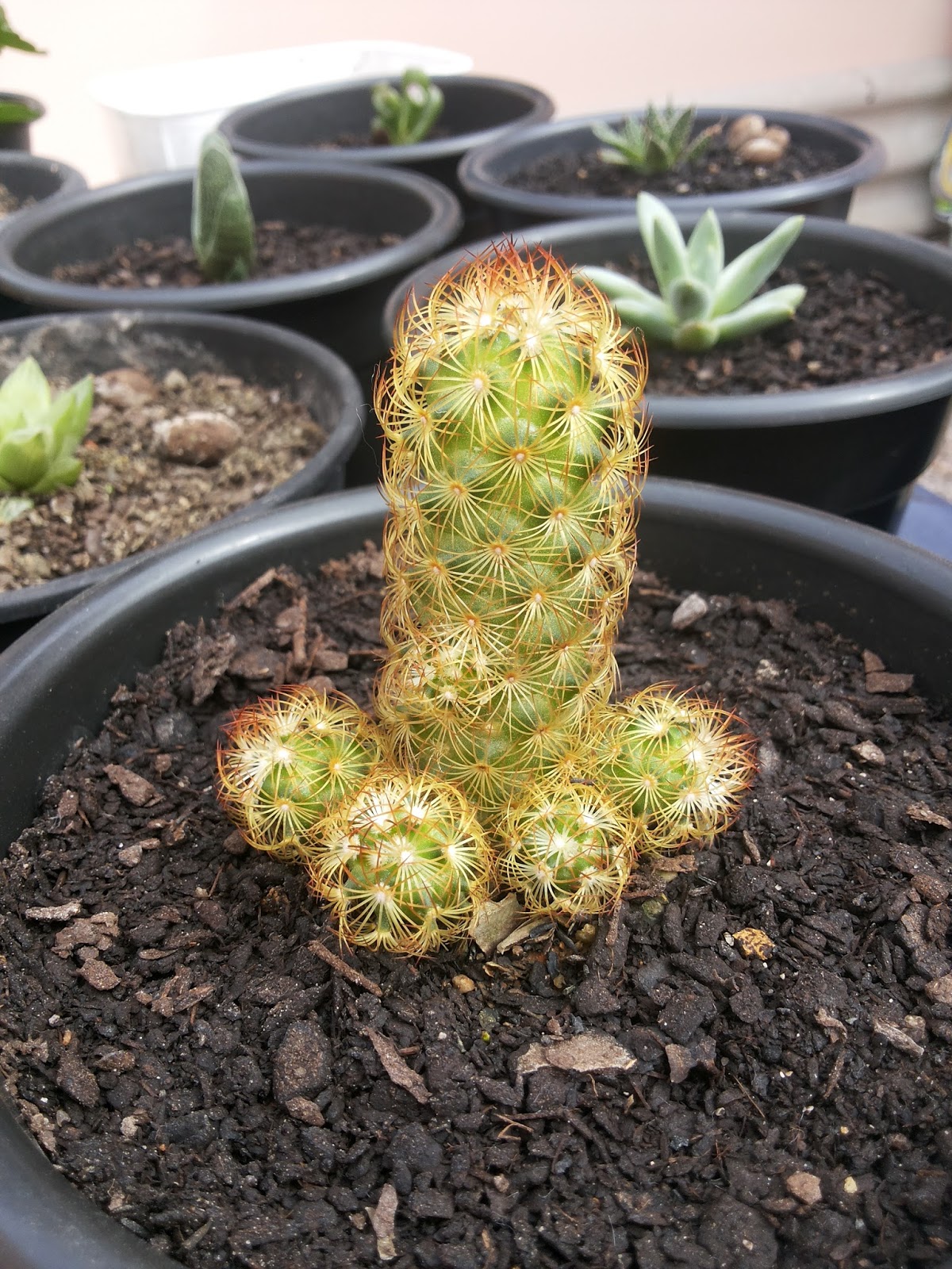 dedo-de-dama_%2528mammillaria_elongata%2529_X02.jpg
