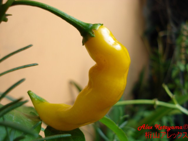 dedoam%20%5B640x480%5D.JPG