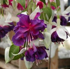 Deep_Purple-C.jpg