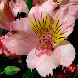 define-alstroemeria-lily-of-peru-1.jpg