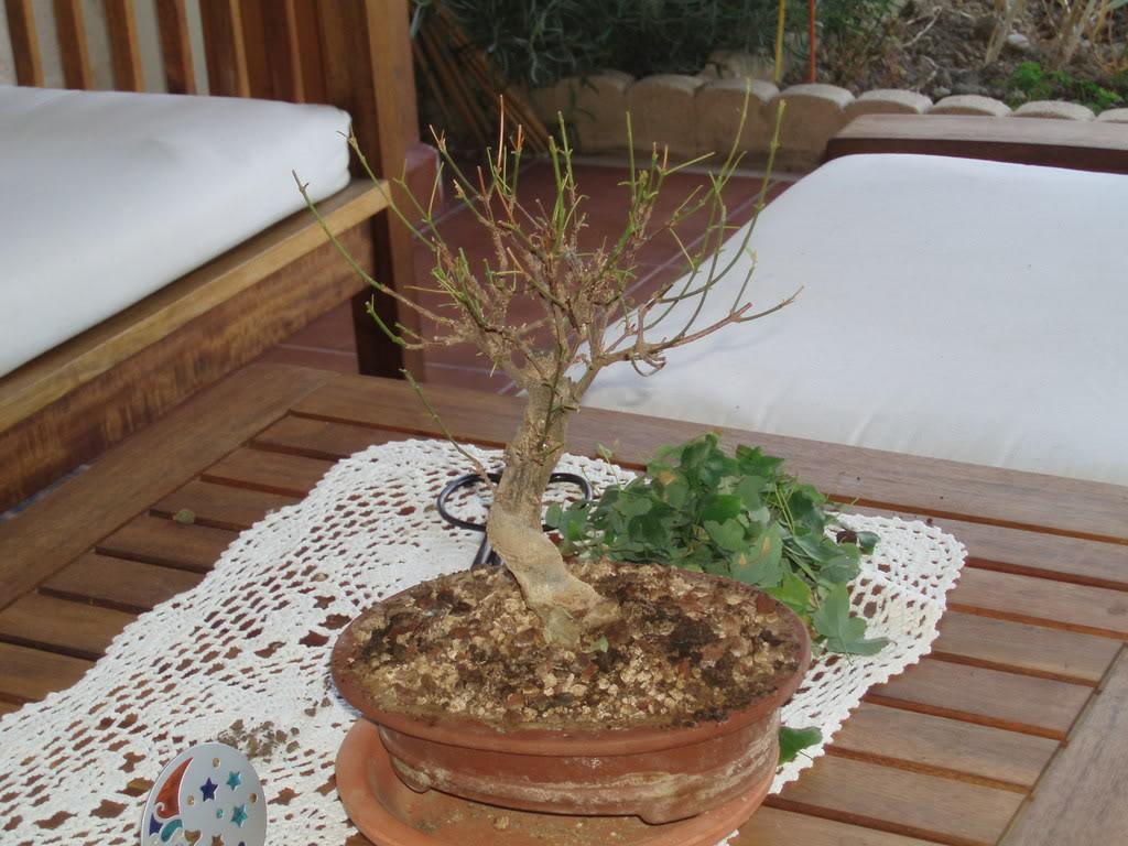 defoliacion.jpg