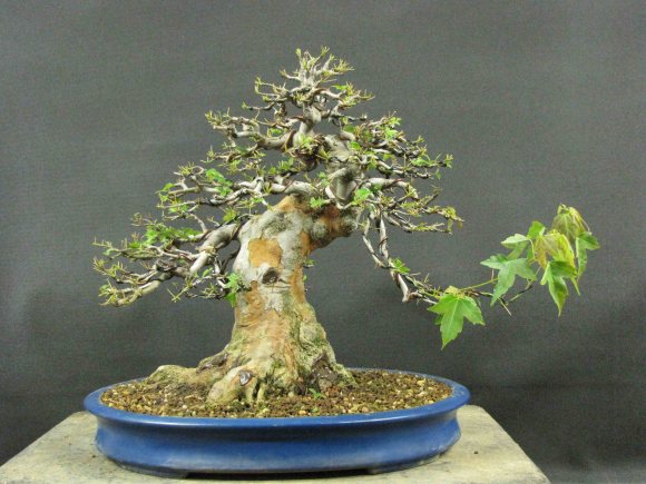 defoliating-37.jpg