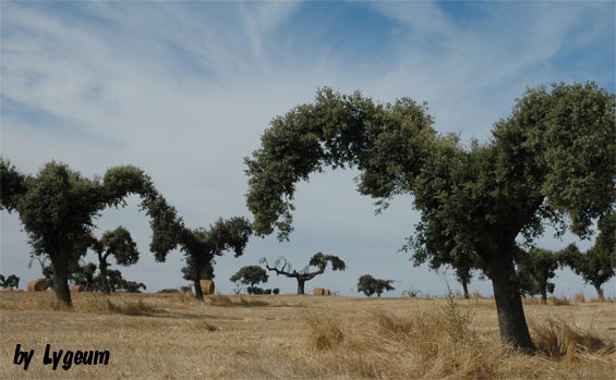 dehesa.jpg