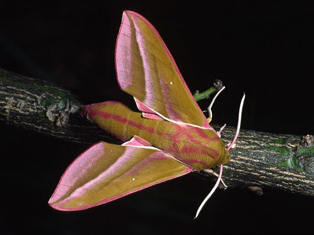 Deilephila_elpenorMittlerer_Weinschwaermer.JPG