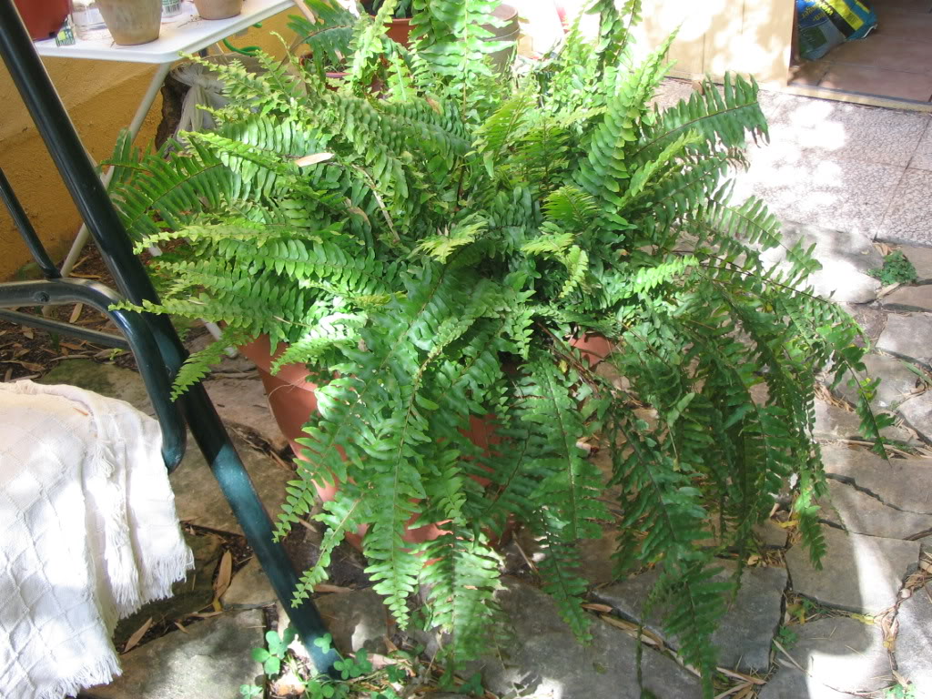 delanteroflorido001.jpg