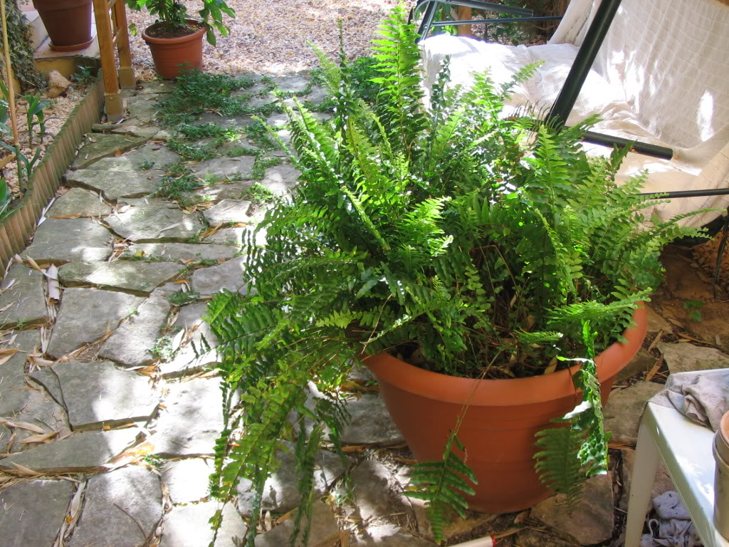 delanteroflorido002.jpg