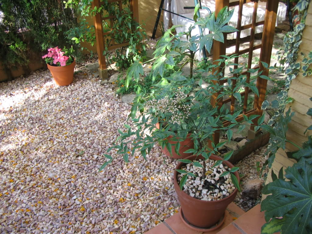 delanteroflorido005.jpg