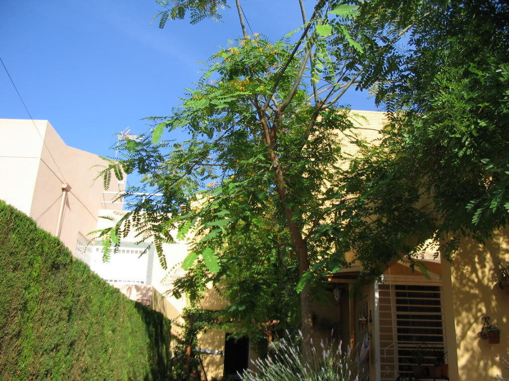delanteroflorido007.jpg