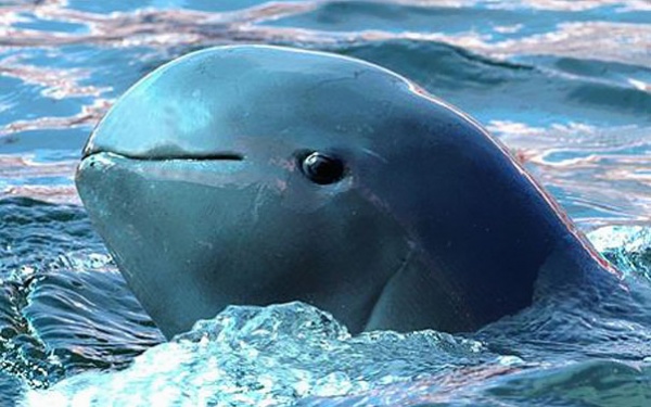 delfin-irrawaddy.jpg
