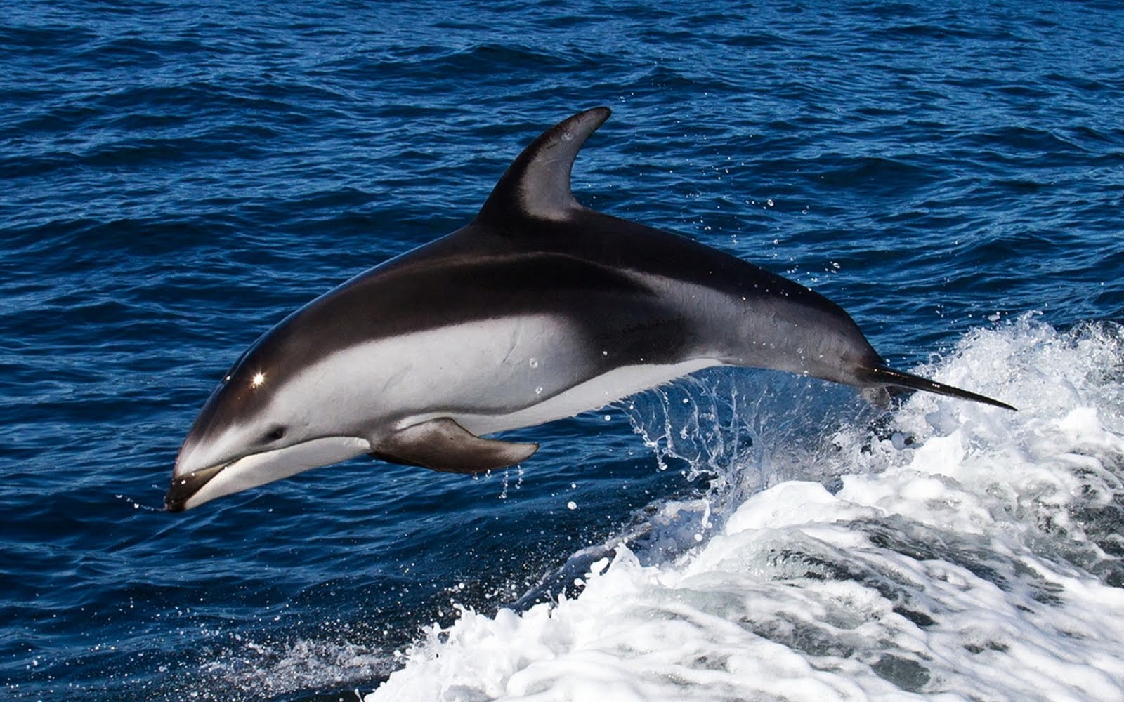 Delfin-nadando-dolphin-swimming-1.jpg