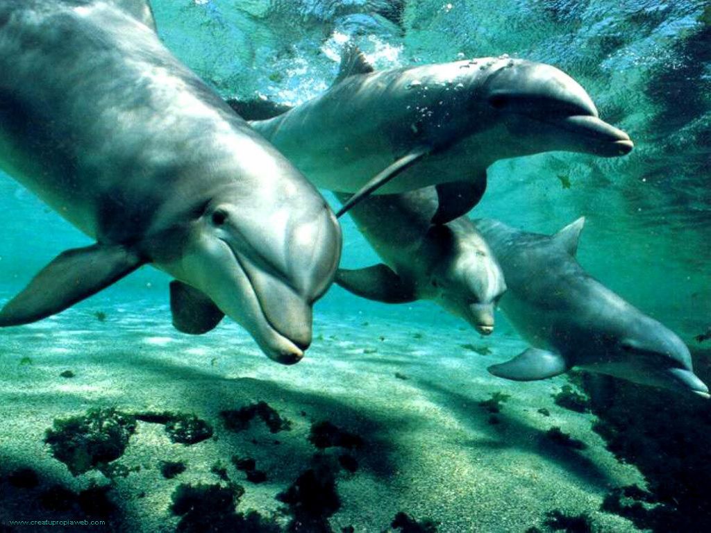 Delfines.jpg
