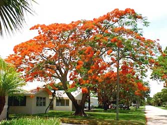 delonix-regia.jpg