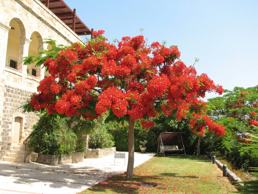 Delonix_regia-1024x768.jpg