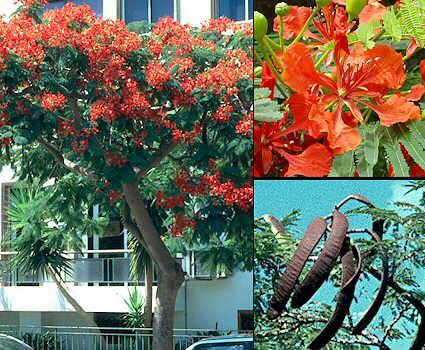 Delonixregia.jpg