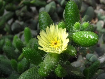 Delosperma%20pruinosum%20-%20Flor.JPG