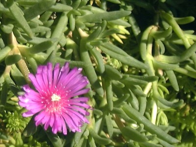 Delosperma%20sutherlandii%2001.jpg