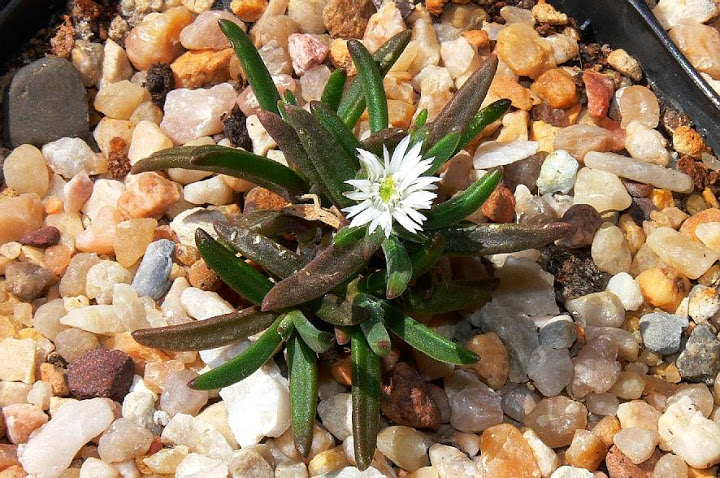 delosperma%2520affine.jpg
