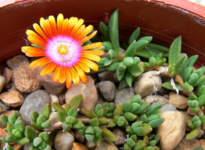 Delosperma%2B%2527Fire%2BSpinner%2527.jpg