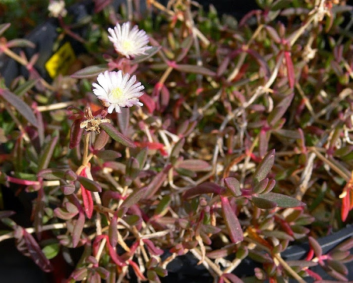 Delosperma%2Baff%2Blavisiae1.jpg