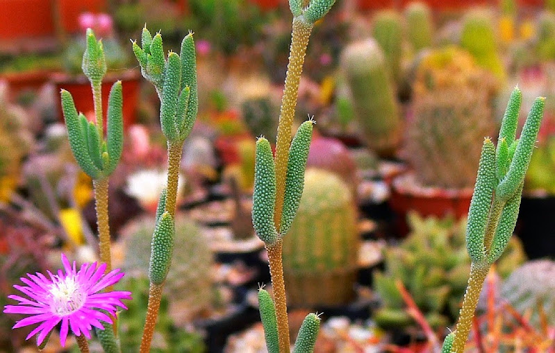 Delosperma%2Bcooperi.jpg