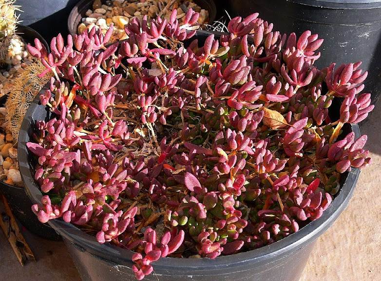 Delosperma%2Bnubigenum.jpg