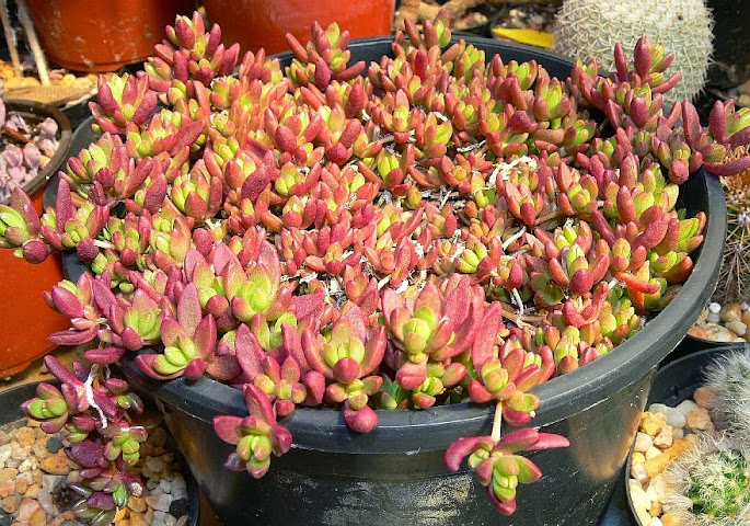 Delosperma%2Bnubigenum.jpg