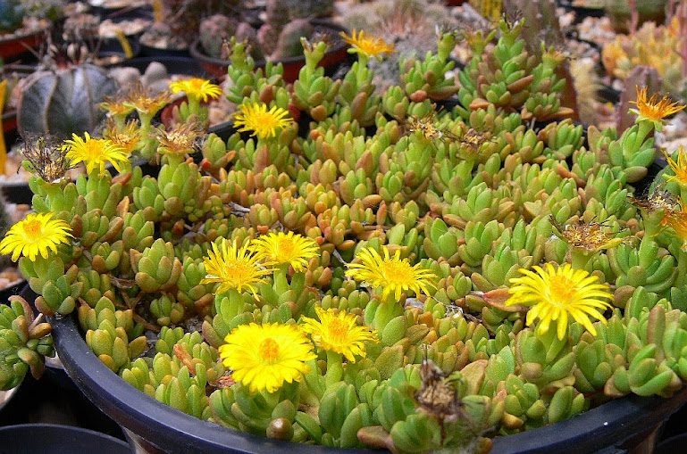 Delosperma%2Bnubigenum2.jpg