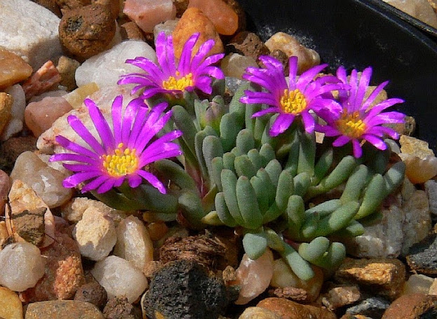Delosperma%2Bsphalmanthoides.jpg