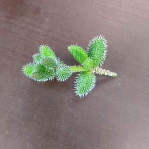delosperma-echinatum-cutting-300x300.jpg