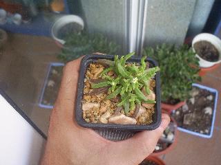 delosperma.JPG