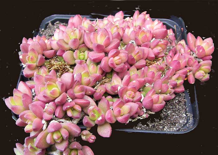 delosperma.jpg