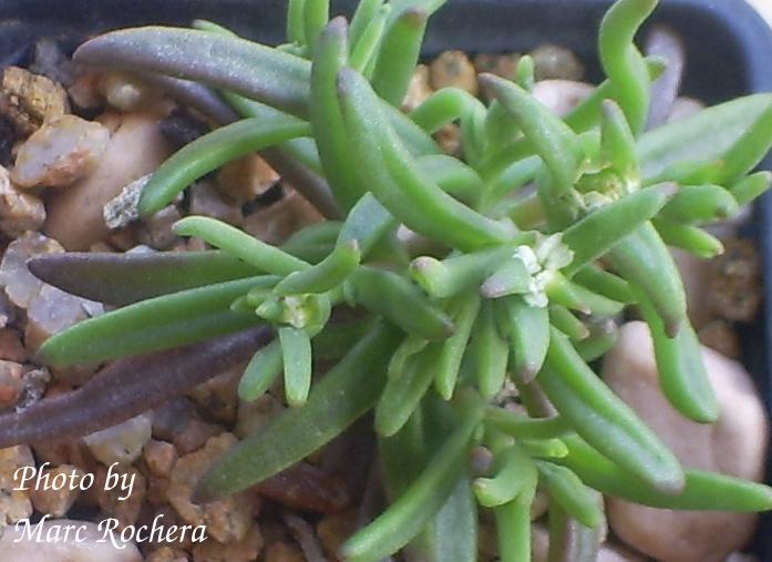 delosperma_napiforme_flor.jpg
