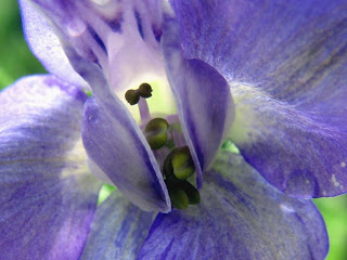 delphinium+ajacis+%281%29.jpg