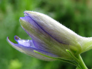 delphinium+ajacis+%282%29.jpg