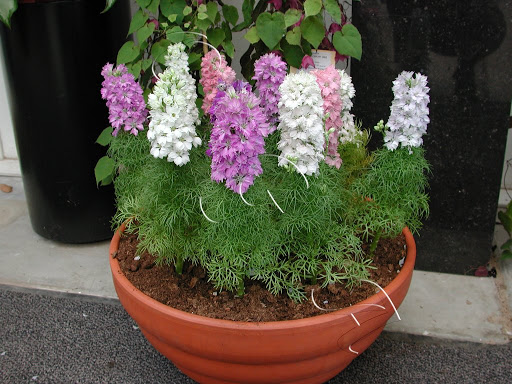 Delphinium+ajacis+Mixed.JPG