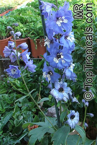 Delphinium6863.jpg
