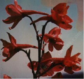 Delphinium_cardinale.jpg