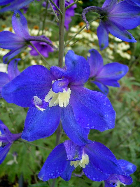 delphinium_lanzentraeger.jpg