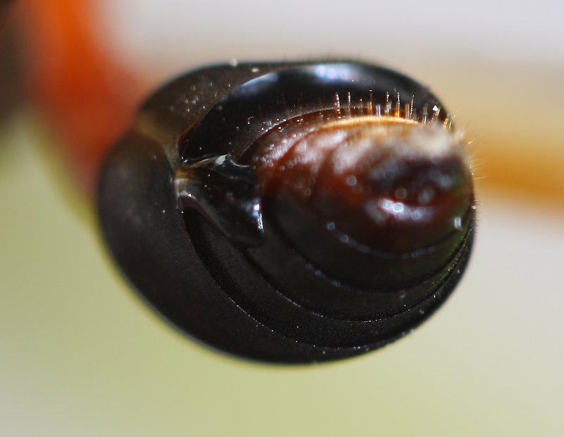 Delta%20dimidiatipenne_1419.jpg