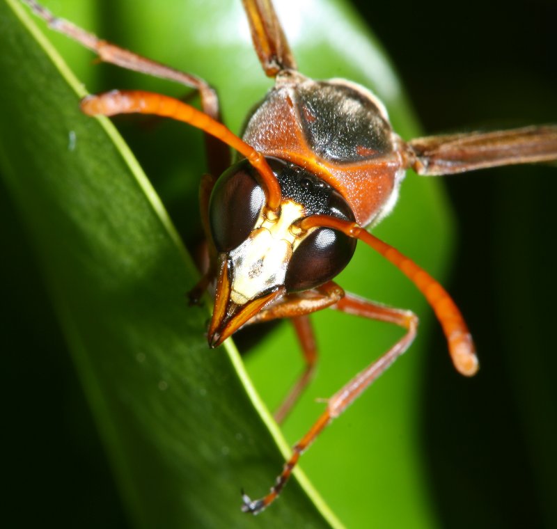 Delta%20dimidiatipenne_1437.jpg